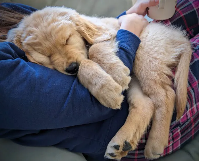 PetVet Vaccination Clinic Picture 5