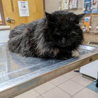 Valley Veterinary Hospital ico