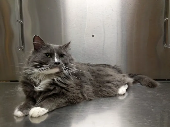Valley Veterinary Hospital Picture 4