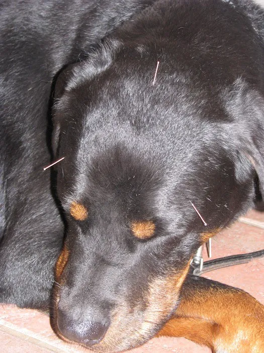Landau Veterinary Services Picture 10