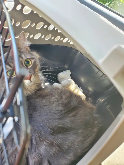 Williamsburg Animal Clinic Picture 4