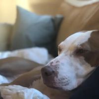 Family Veterinary Center ico