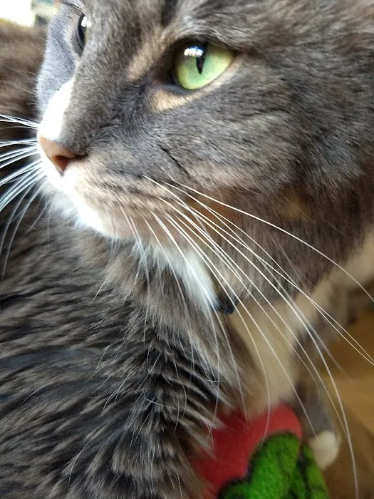 Hampshire Veterinary Hospital Picture 8