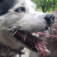 Hampshire Veterinary Hospital ico