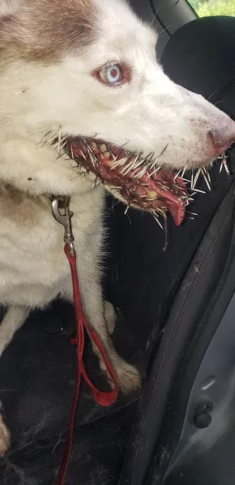 Hampshire Veterinary Hospital Picture 9