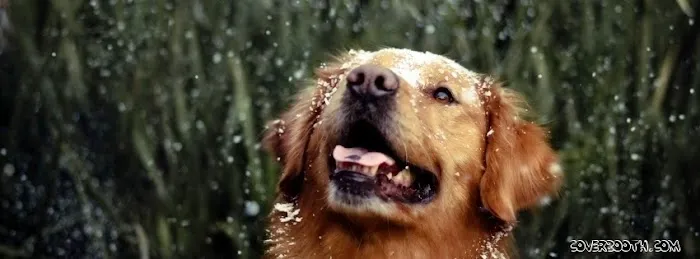 Animal Health Care Center Picture 1