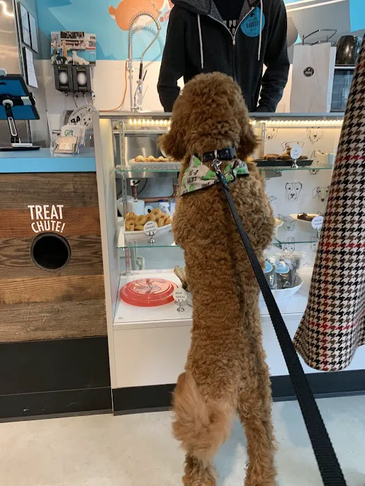 The Seattle Barkery Picture 4
