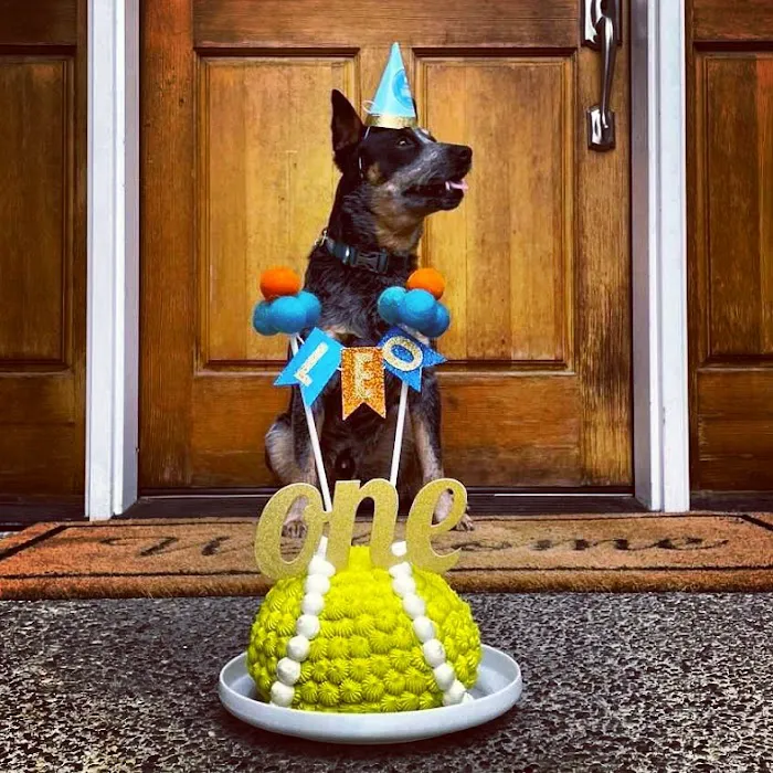The Seattle Barkery Picture 10