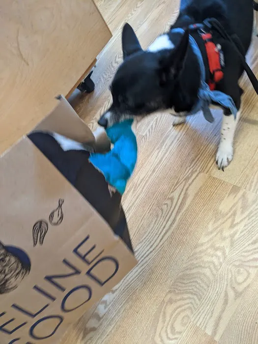 All The Best Pet Care - Madison Picture 8