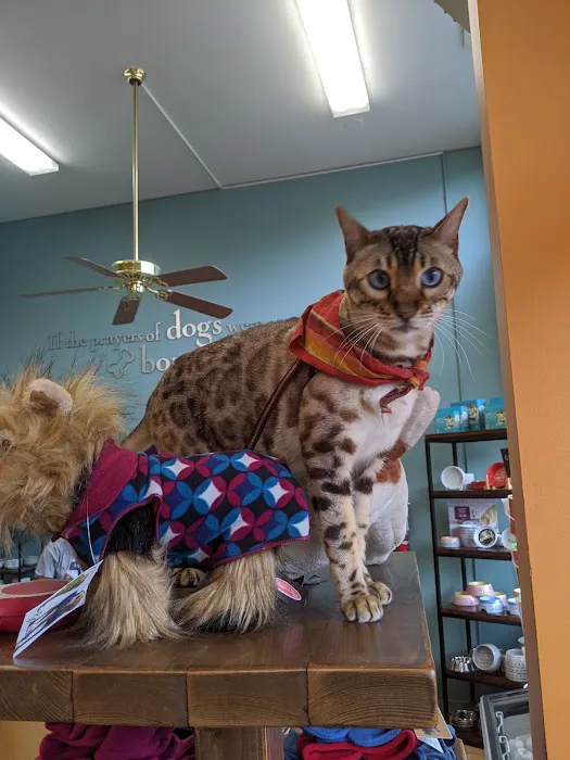 All The Best Pet Care - Madison Picture 3