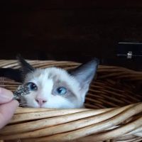 All The Best Pet Care - Queen Anne ico