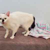 All The Best Pet Care - Wallingford ico