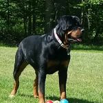Woodworth Animal Hospital
