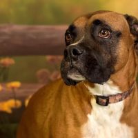 Valley Veterinary Service ico