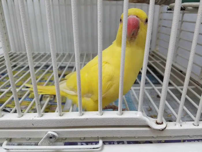 Denise's Parrot Place Picture 6