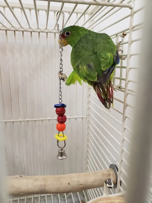 Denise's Parrot Place Picture 7