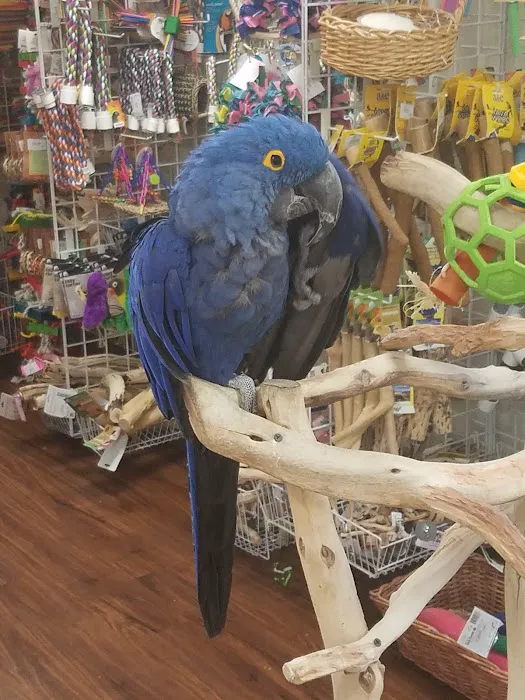 Denise's Parrot Place Picture 3
