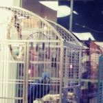 Denise's Parrot Place