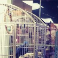 Denise's Parrot Place ico