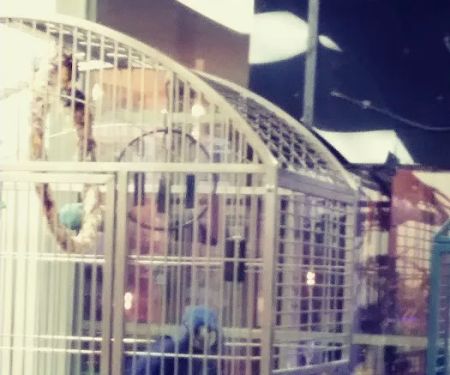 Denise's Parrot Place