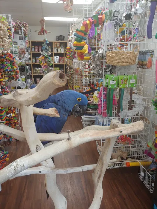 Denise's Parrot Place Picture 4