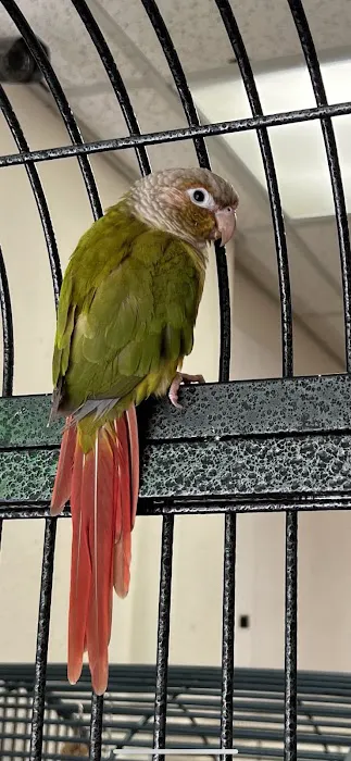 Denise's Parrot Place Picture 8