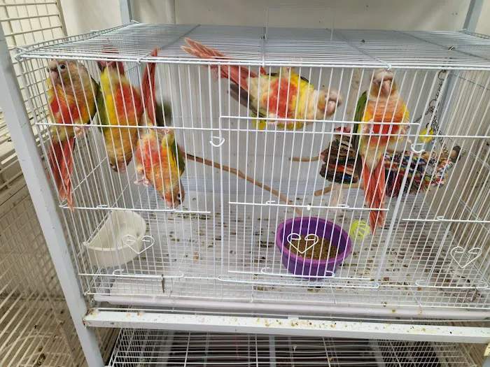 Denise's Parrot Place Picture 9
