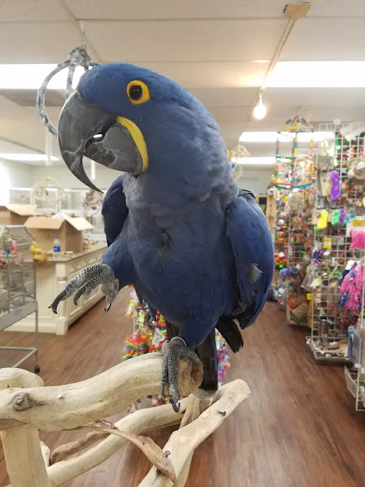 Denise's Parrot Place Picture 10