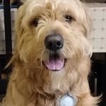 VIP Petcare Vaccination Clinic