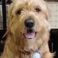 VIP Petcare Vaccination Clinic ico