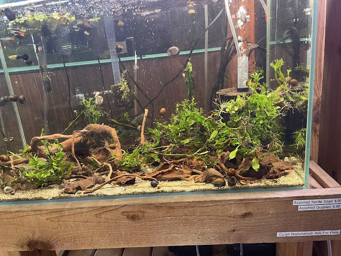 Aquarium Zen, LLC Picture 8