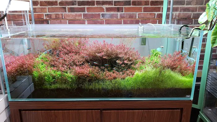Aquarium Zen, LLC Picture 3