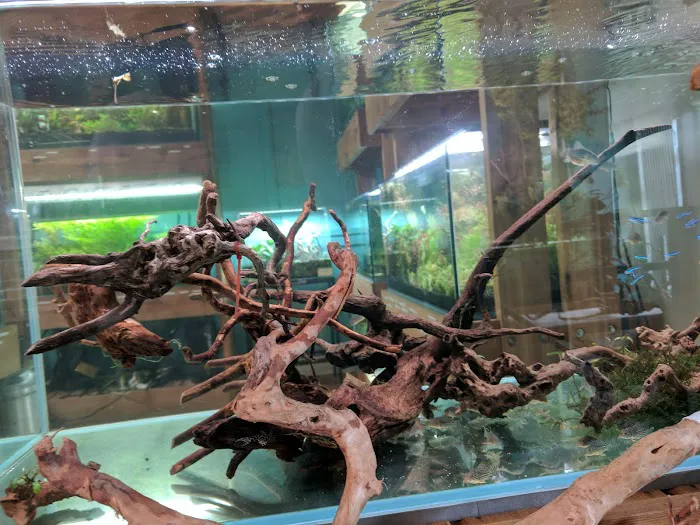 Aquarium Zen, LLC Picture 2