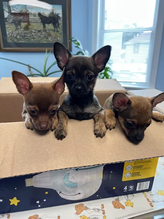 Riverside Veterinary Hospital Picture 5