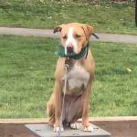 All The Best Pet Care - Mercer Island ico