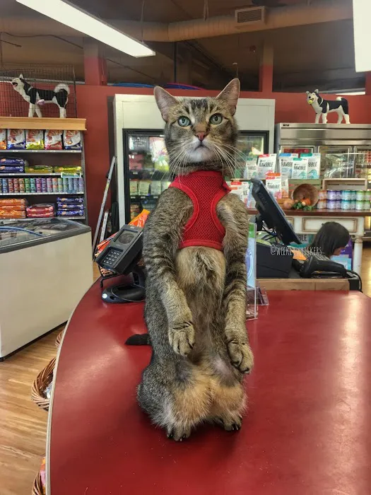 All The Best Pet Care - Ballard Picture 7
