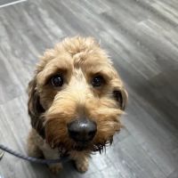 Butler Veterinary Associates and Emergency Center ico