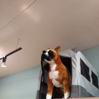 All The Best Pet Care - Lake City ico