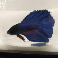Petco ico