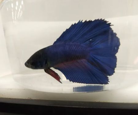 Petco
