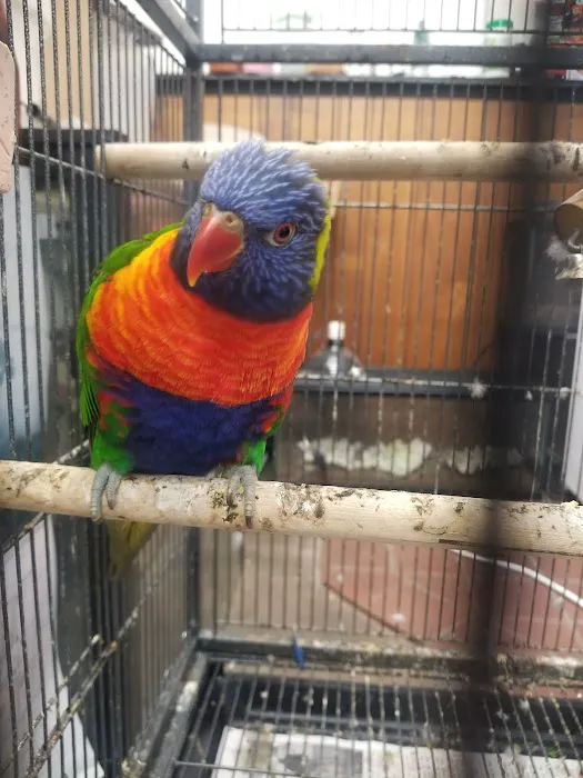 Little Amazon Fish & Pet Picture 7