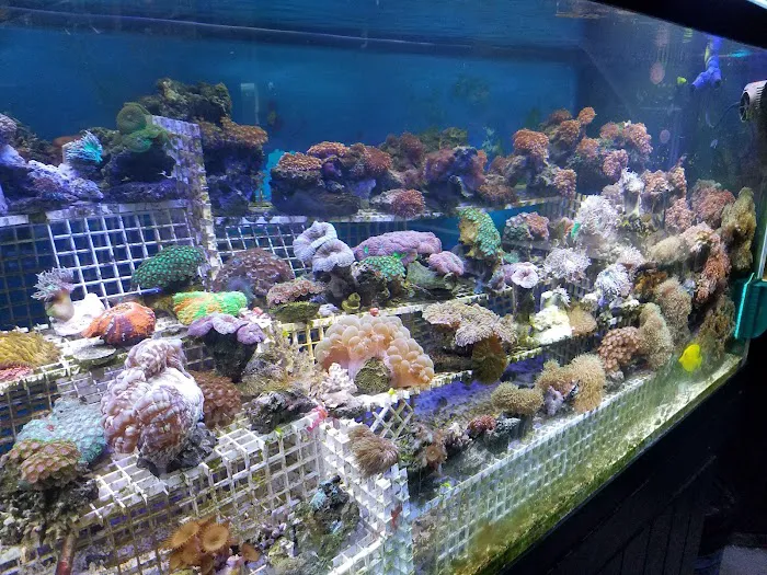 Little Amazon Fish & Pet Picture 9