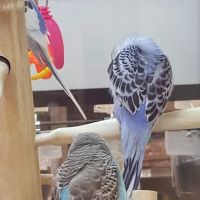 Petco ico