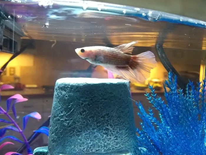 The Fish Store Picture 7