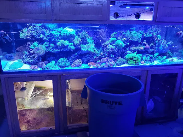 Barrier Reef Aquariums Picture 5