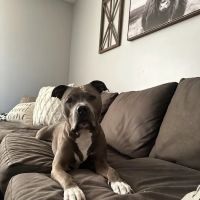 Suburban Animal Clinic ico