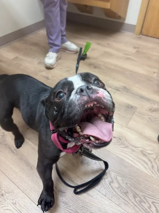 Suburban Animal Clinic Picture 6