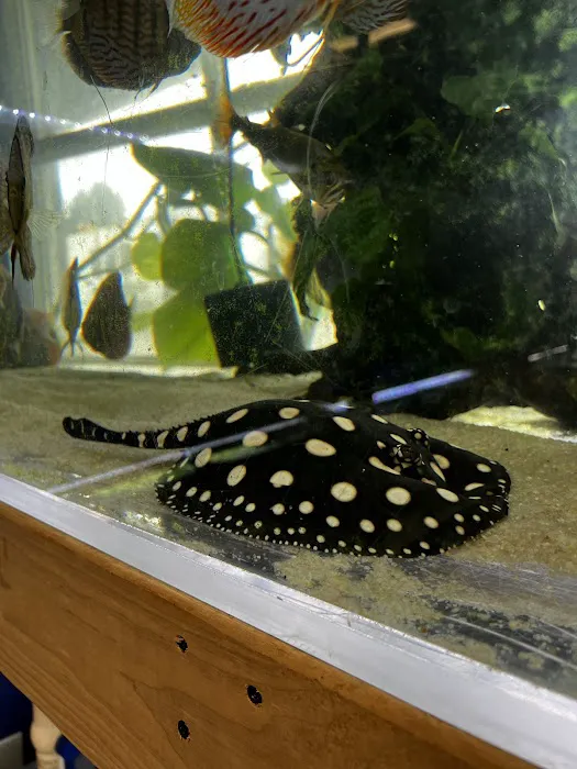 Eurofish Aquatics Picture 5