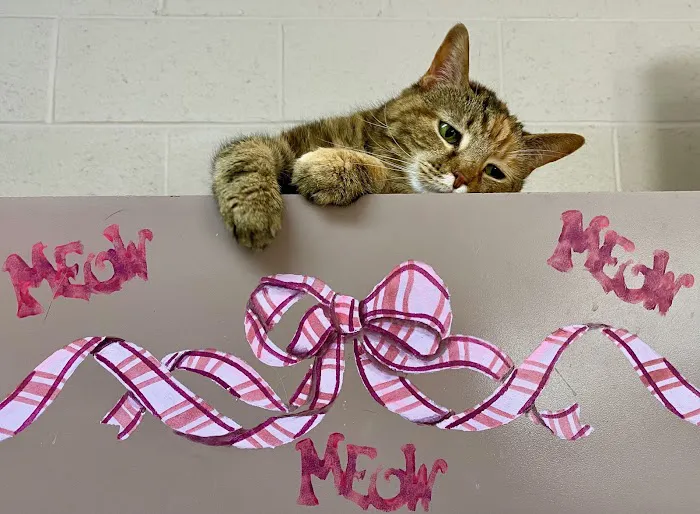 Twinbrook Animal Clinic, Inc. Picture 1