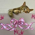 Twinbrook Animal Clinic, Inc.
